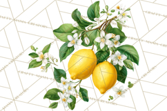 Vintage Lemon Botanical PNG Clipart, Citrus Fruit Product Image 4