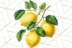 Vintage Lemon Botanical PNG Clipart, Citrus Fruit Product Image 5