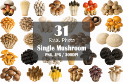 Single Mushroom Photo | wild fungi species edible forest png Product Image 1