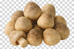 Single Mushroom Photo | wild fungi species edible forest png Product Image 10