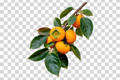 Persimmon Photo | fresh fruit photography ripe sweet harvest Product Image 11