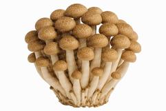 Single Mushroom Photo | wild fungi species edible forest png Product Image 11