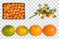 Mandarin Photo | citrus fruit photography orange tangerine Product Image 4