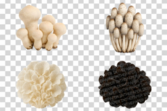 Single Mushroom Photo | wild fungi species edible forest png Product Image 4