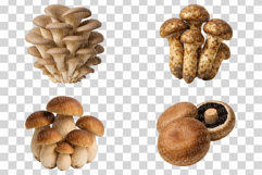 Single Mushroom Photo | wild fungi species edible forest png Product Image 5