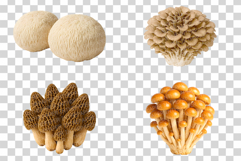 Single Mushroom Photo | wild fungi species edible forest png Product Image 6