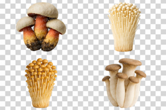 Single Mushroom Photo | wild fungi species edible forest png Product Image 7