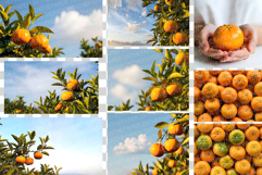 Mandarin Photo | citrus fruit photography orange tangerine Product Image 8