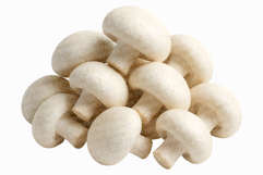 Single Mushroom Photo | wild fungi species edible forest png Product Image 9