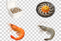 Shrimp Photo | raw cooked seafood ingredient prawn shellfish Product Image 9