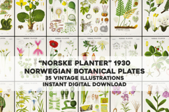 35 Norwegian Floral Vintage Botanical Illustrations Bundle Product Image 1
