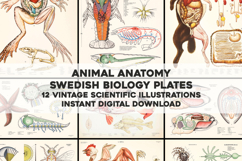 Animal Anatomy Vintage Restored Image Bundle Product Image 1