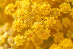 Yellow Flowers Background Wallpaper Product Image 1