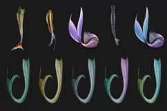50 MERMAID TAIL TRANSPARENT PNG FILES, PHOTOSHOP OVERLAYS Product Image 8