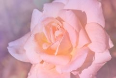 toned image of a flower Bud pink roses Product Image 1