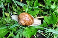 Big garden snail in shell crawling on wet road hurry home Product Image 25