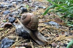 Big garden snail in shell crawling on wet road hurry home Product Image 27