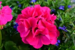 Flowers of bright pink pelargonium in a flower bed Product Image 1