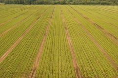 Field with rows of salad. Product Image 1