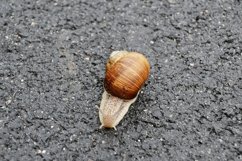 Big garden snail in shell crawling on wet road hurry home Product Image 2