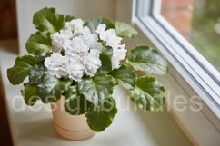 White potted flower on the window Product Image 1