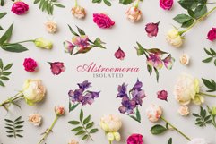 Alstroemeria Watercolor png Product Image 7