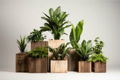 Assortment of indoor plants in wooden pots Product Image 1