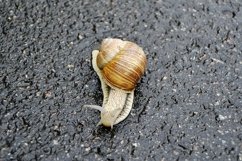 Big garden snail in shell crawling on wet road hurry home Product Image 14