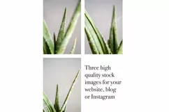 Aloe Vera Succulent Plant Stock Photos / Tropical Product Image 1