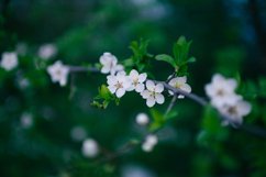 Green bundle Product Image 3