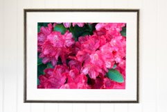 Bright pink rhododendrons in full bloom. Product Image 2