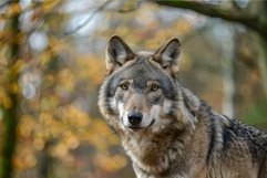 Gray wolf posing in the forest during fall Product Image 1