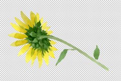 Bright yellow sunflower watercolor png Product Image 6