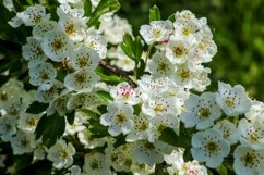 Beautiful background of flowering trees Product Image 1