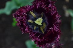 blooming flowers in the garden Product Image 1