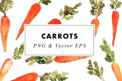 Carrot Illustration| Watercolor Clipart in PNG & EPS Product Image 1