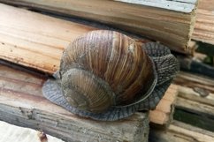 Big garden snail in shell crawling on wet road hurry home Product Image 2