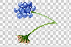 Pink lantana watercolor png Product Image 6