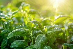 Fresh green basil leaves growing in garden bed Product Image 1