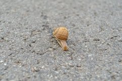 Big garden snail in shell crawling on wet road hurry home Product Image 8