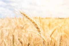 spike in background field Product Image 1