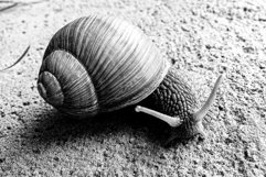 Big garden snail in shell crawling on wet road hurry home Product Image 5