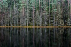 landscape of the forest in the reflection of the lake Product Image 1