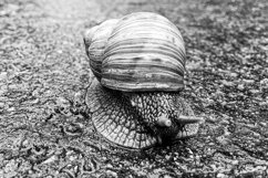 Big garden snail in shell crawling on wet road hurry home Product Image 16