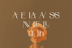 DENOVA // Elegant Luxury Font Product Image 10