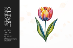 Colorful Tulip Clipart PNG Product Image 1