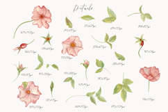 Pink Rosehip Floral Clipart Watercolor Botanical Set Product Image 2