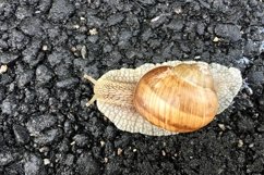 Big garden snail in shell crawling on wet road hurry home Product Image 28