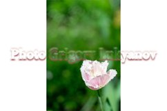 Stock Photo - Bright flower close-up on a summer day Product Image 1