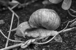 Big garden snail in shell crawling on wet road hurry home Product Image 6